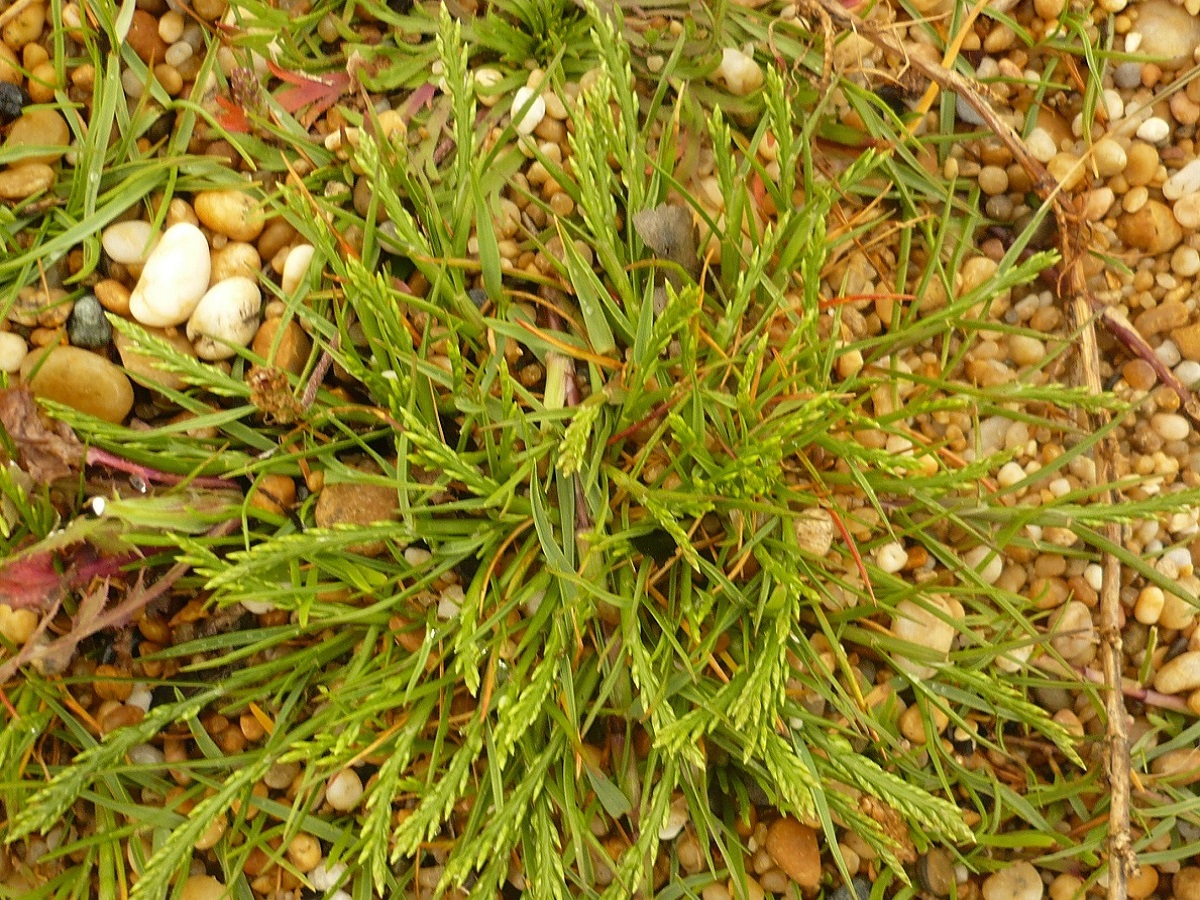 Catapodium marinum (Poaceae)